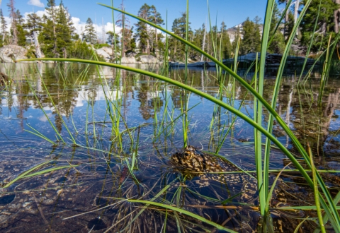 une grenouille à pattes jaunes de montagne noire et jaune se trouve toujours dans un lac de montagne clair entouré de pins