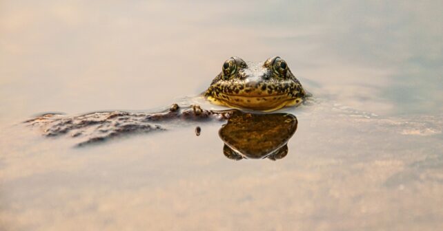 Chytride de combat