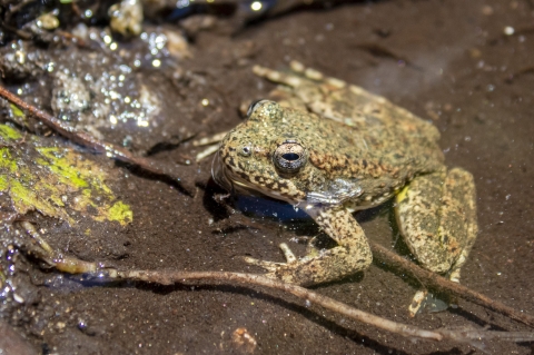 une photo en gros plan d'une grenouille dans l'eau.