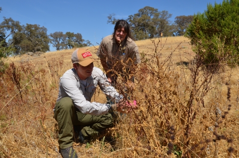 Deux biologistes regardent les plantes d'un jardin de pollinisateurs sur la base aérienne de Beale