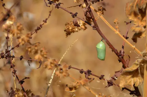 Une chrysalide de monarque vert vif est suspendue à une plante d'asclépiade sèche