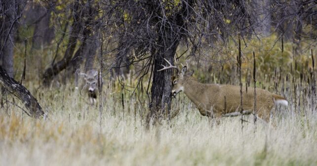 Aidez-nous à faire place à la chasse éthique au cerf