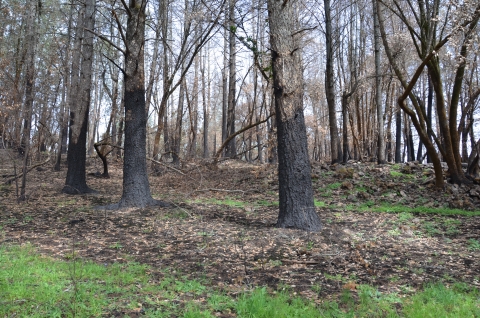 Écorce noircie depuis le sol jusqu'à environ 5 pieds jusqu'aux troncs de plusieurs arbres.  Le sol est carbonisé mais des herbes vertes commencent à pousser.