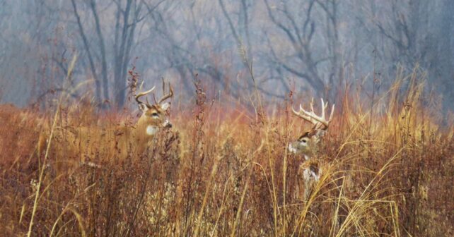 Arrêt d'un programme de braconnage de cerfs de Virginie dans l'Iowa