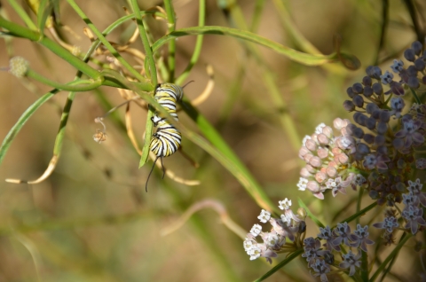 Une chenille de monarque rampe le long d'un plant d'asclépiade