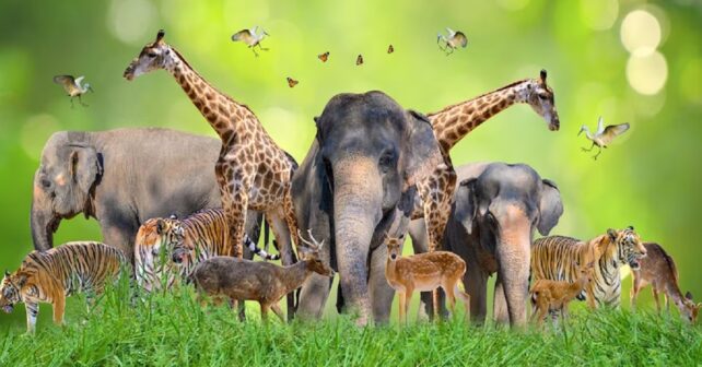 La beauté de la diversité animale : une source d'inspiration pour la préservation de la nature