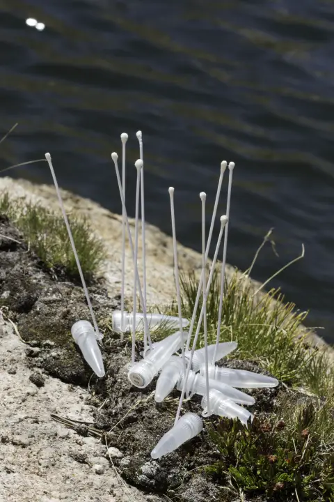 des cotons-tiges sortent du sol près d'un lac