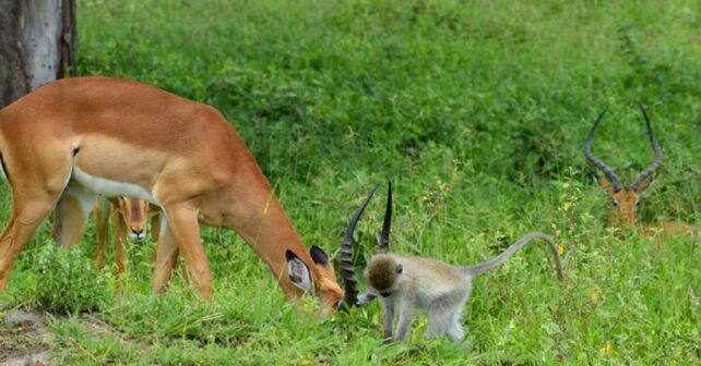 La communication animale : comment les animaux se parlent-ils entre eux ?