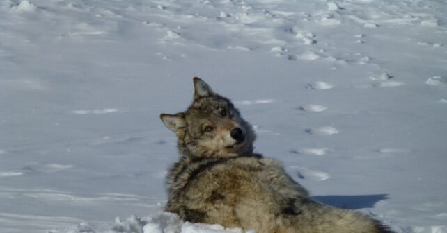 Condamnations pour crime de loup tué