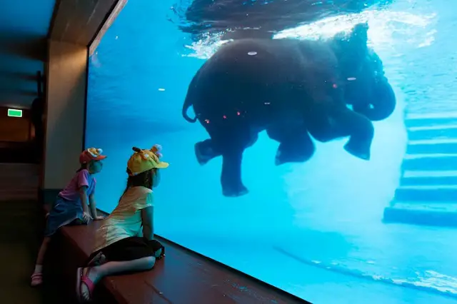  Enfants regardant éléphant dans aquarium