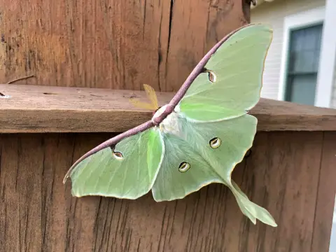 un grand papillon vert aux ailes déployées reposant sur une clôture