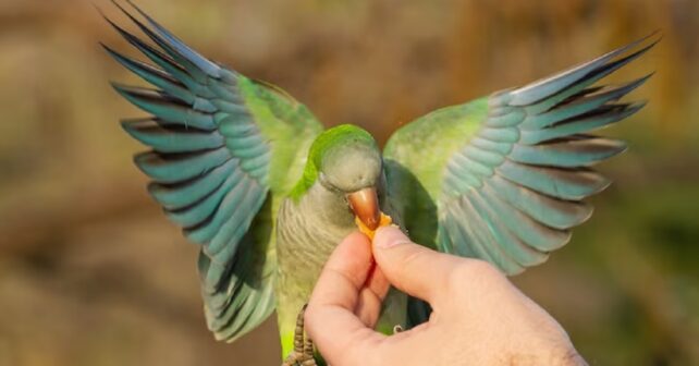 Les avantages et les inconvénients de posséder un animal de compagnie exotique