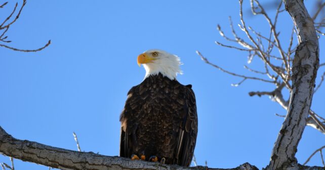 L'éducation se poursuit dans la lutte contre l'empoisonnement involontaire des aigles