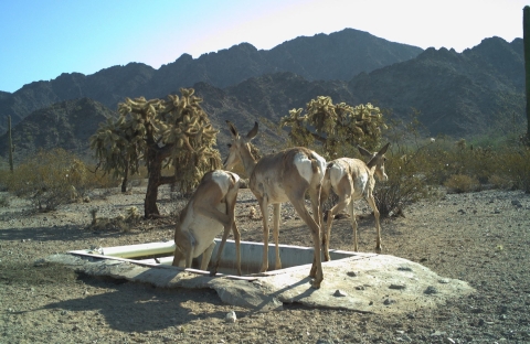 Le pronghorn de Sonora se dresse sur une structure construite dans le sol qui contient de l'eau.  Il y a des plantes et des montagnes en arrière-plan.