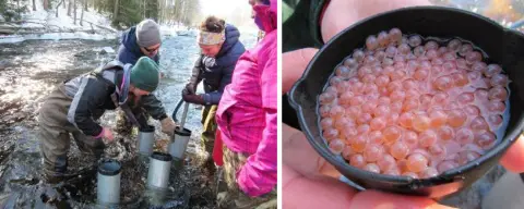 Deux images À gauche : groupe de personnes en cuissardes plantant doucement des œufs de saumon dans la vapeur.  À droite : image d'œufs de saumon orange/rose vif