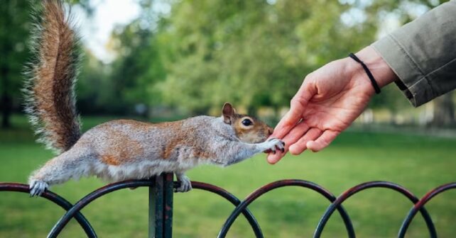 La coexistence entre les humains et la faune urbaine : un défi pour la conservation