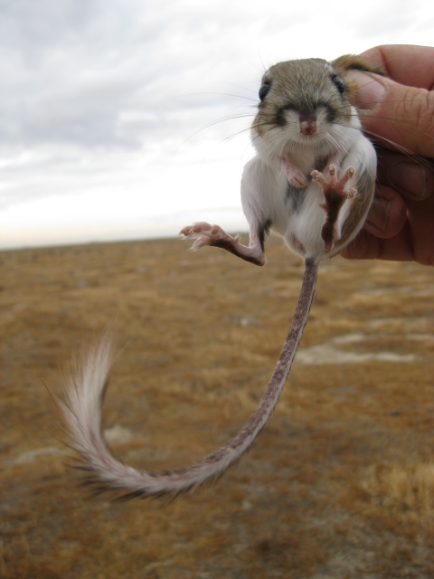 un rat kangourou géant est tenu en l'air par la peau de son cou, sa patte arrière tendue vers la caméra révélant ses cinq orteils