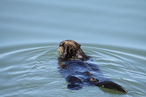 Une loutre de mer mangeant un crabe