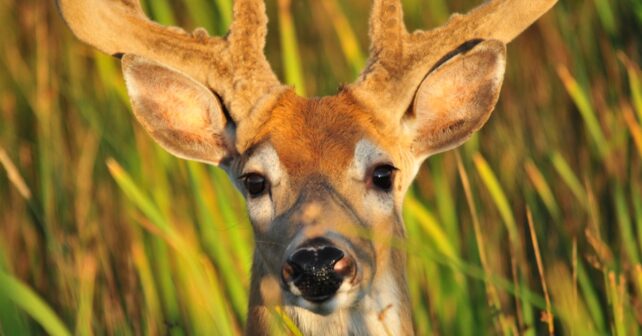 Père et fils condamnés pour trafic de cerfs