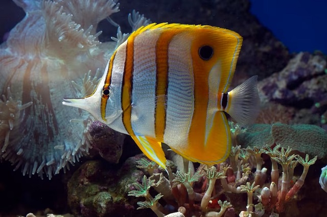  Poissons en aquarium