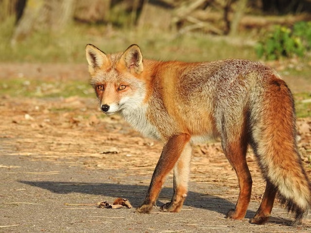 Renard