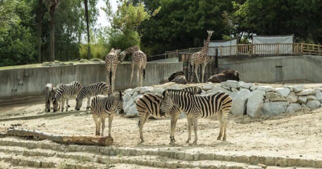 Les animaux dans le divertissement : cirques, zoos, aquariums