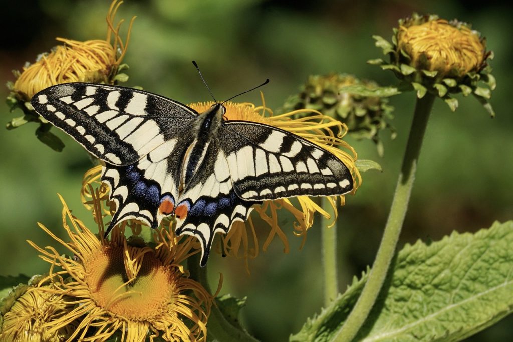 Un papillon à queue d'aronde volant près de marguerites jaunes.