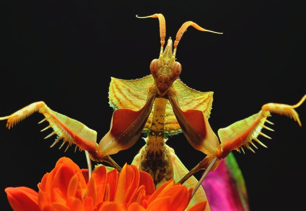 Une mante religieuse sur une fleur orange.