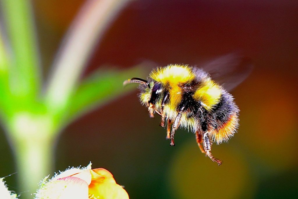 Un bourdon survolant une fleur avec un arrière-plan flou.