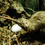 Pourquoi les oiseaux kiwis sont-ils en voie de disparition ?