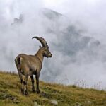 Tout savoir sur le mystérieux bouquetin des Alpes