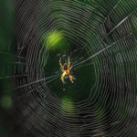 Bienvenue dans le monde pas si effrayant de la soie d’araignée
