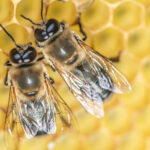 Bienvenue dans la vie dystopique d’une abeille drone