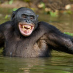 Chimpanzés contre bonobos : quelle est la différence ?