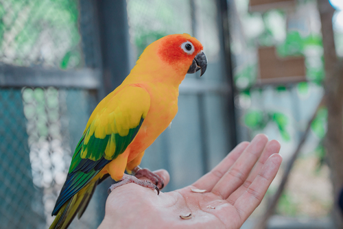 Conures