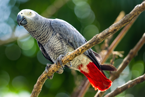 Perroquet gris d'Afrique