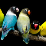 Quels oiseaux font les meilleurs oiseaux de compagnie ?