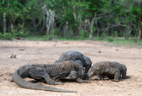 partage de carcasse de komodo