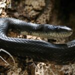 8 faits surprenants sur le serpent ratier