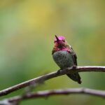 Petit oiseau, grand voyage : Migration des colibris
