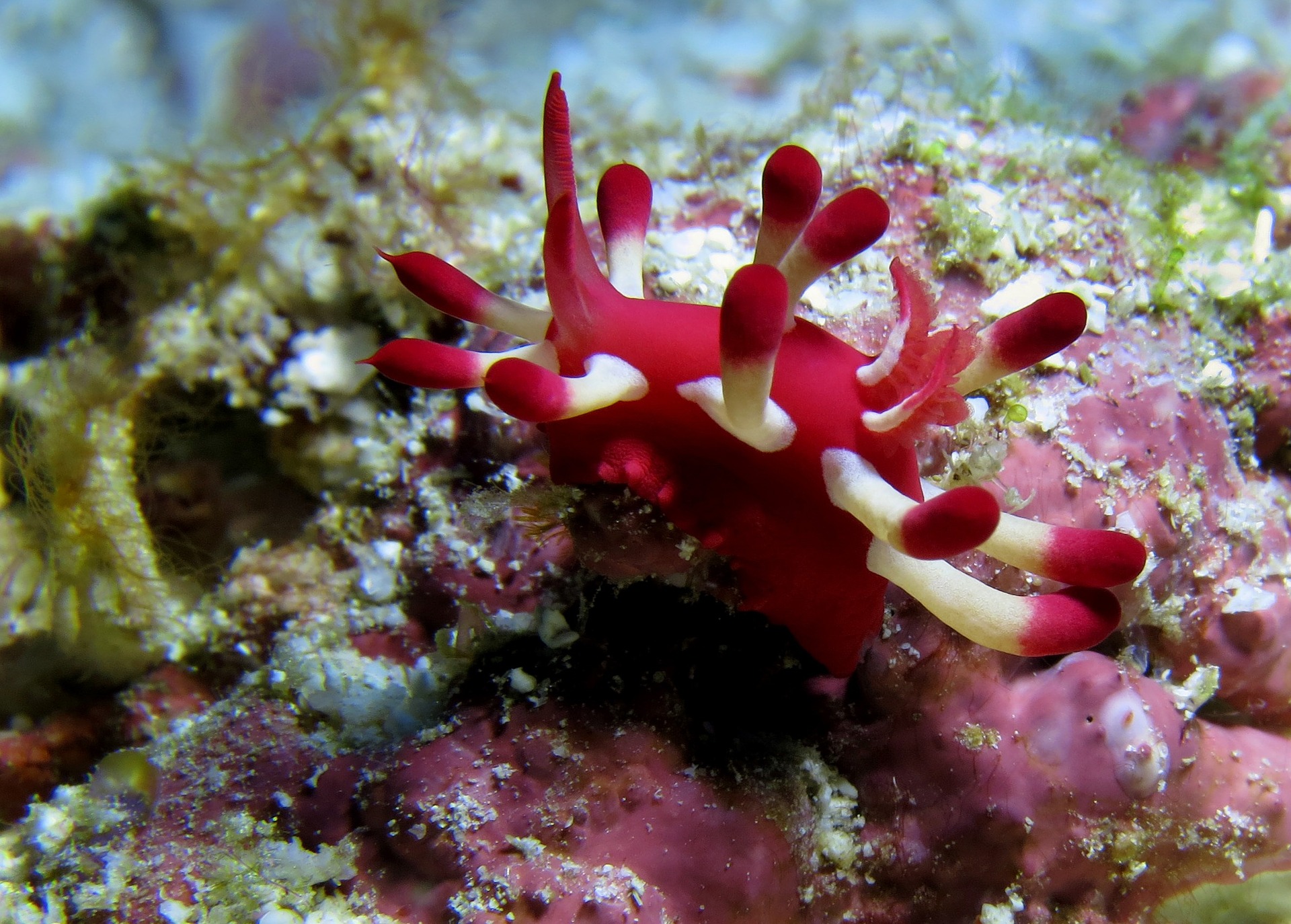 Nudibranche