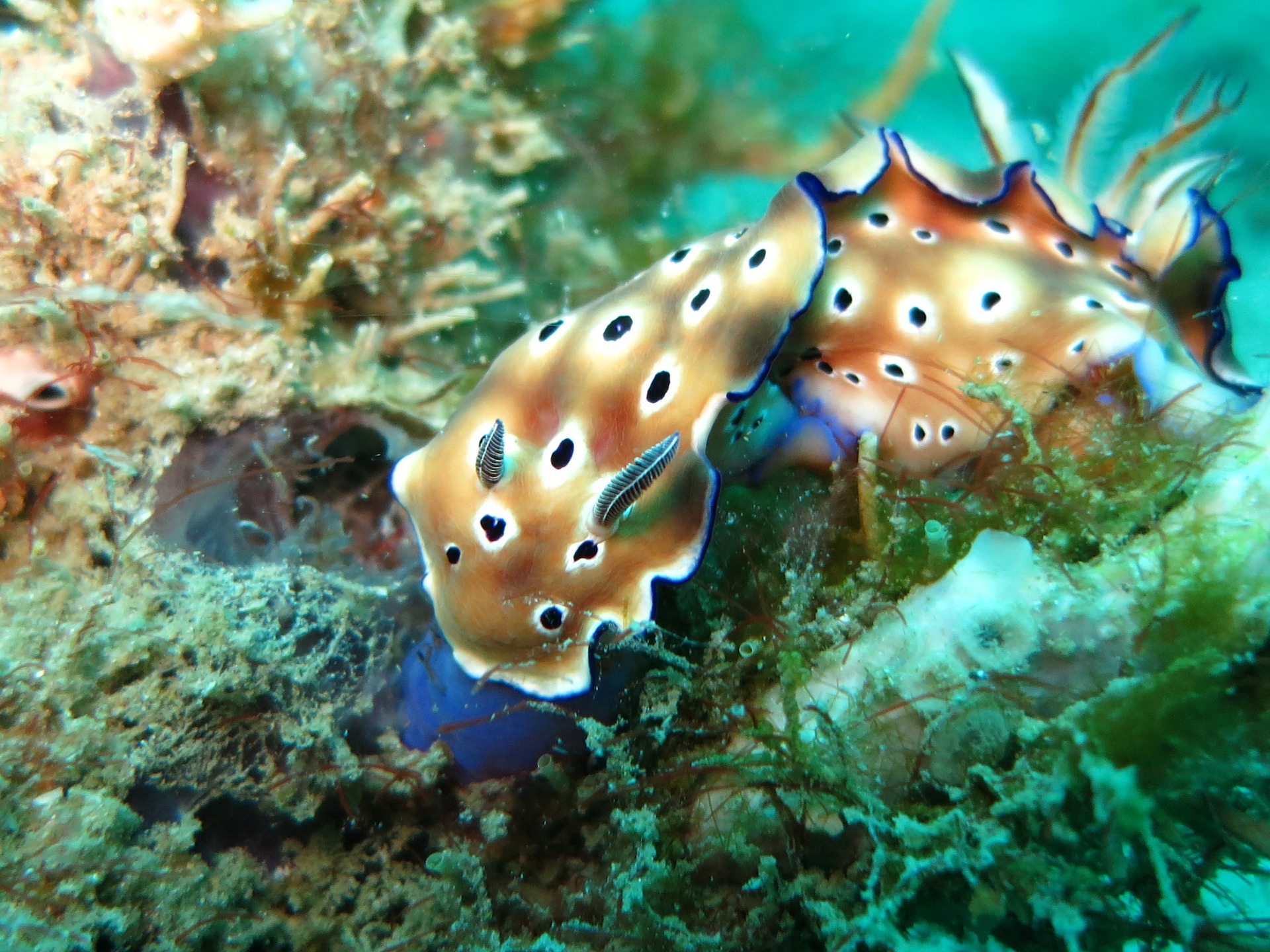 Nudibranche