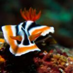 Plonger dans le monde fou et magnifique des nudibranches