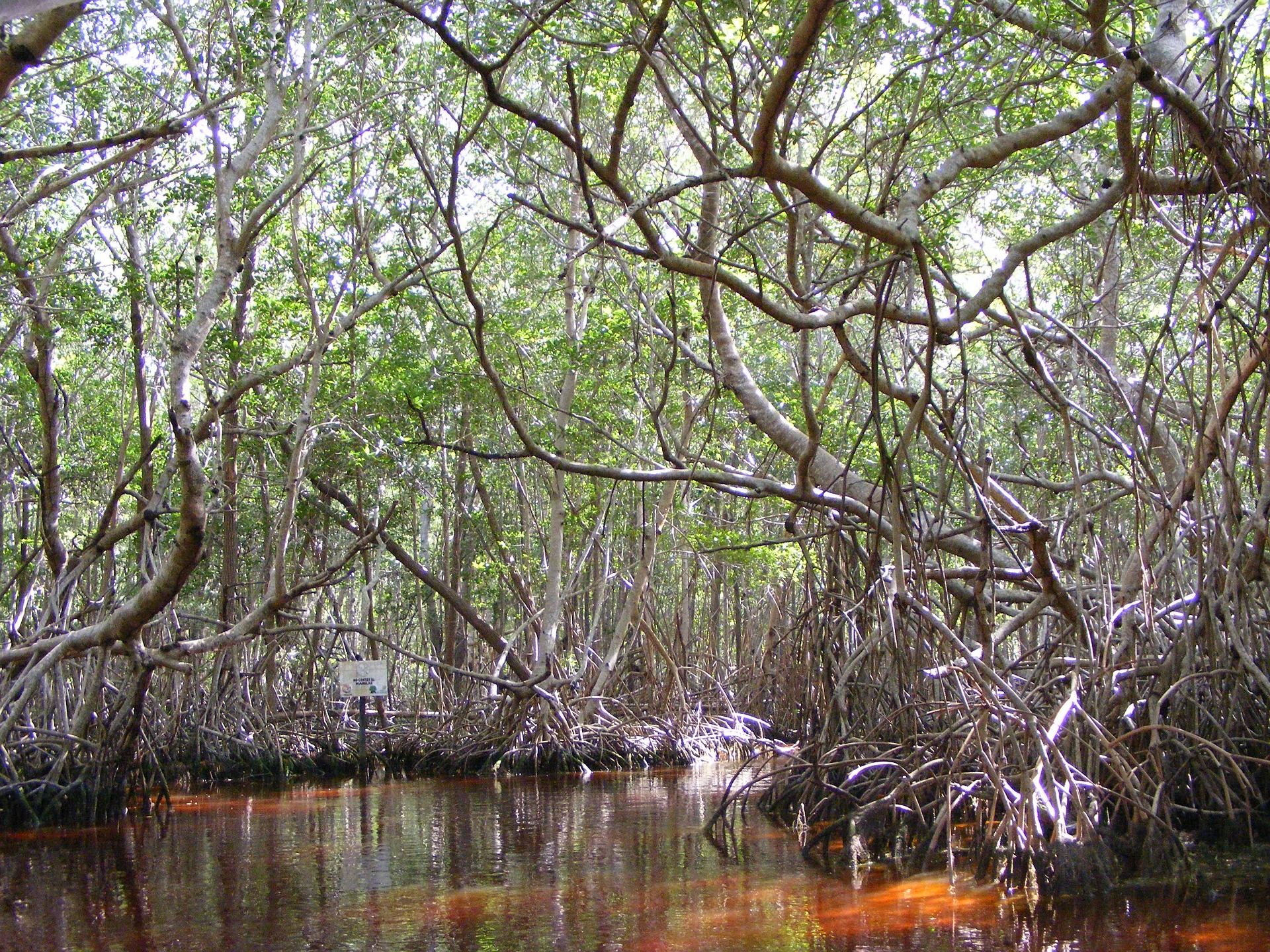 Forêt de mangrove