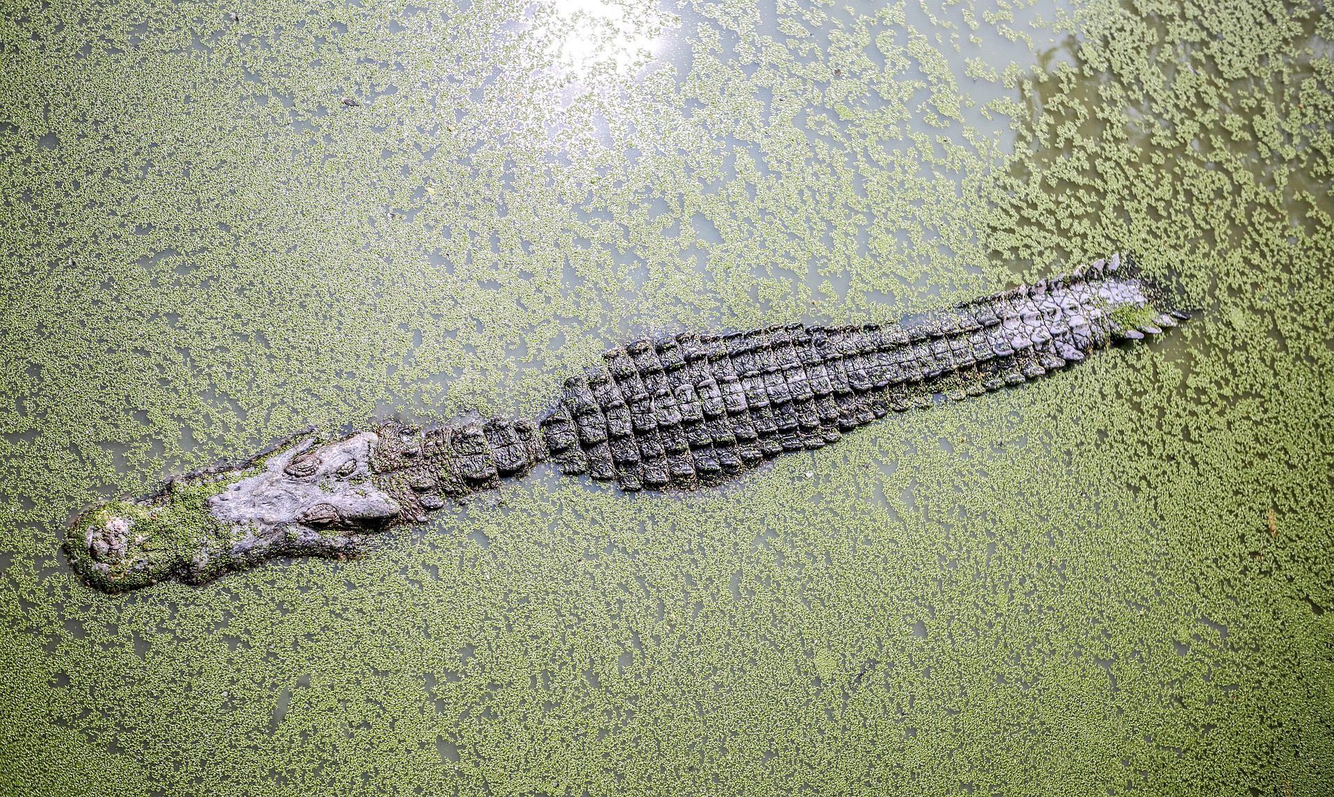 Crocodile