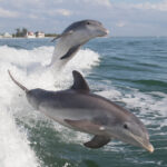 Les grands dauphins sont-ils vraiment si intelligents ?