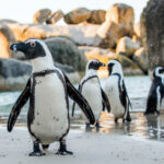 Qu’Est-Ce Que Le Pingouin Africain?  Pourquoi est-il en voie de disparition ?
