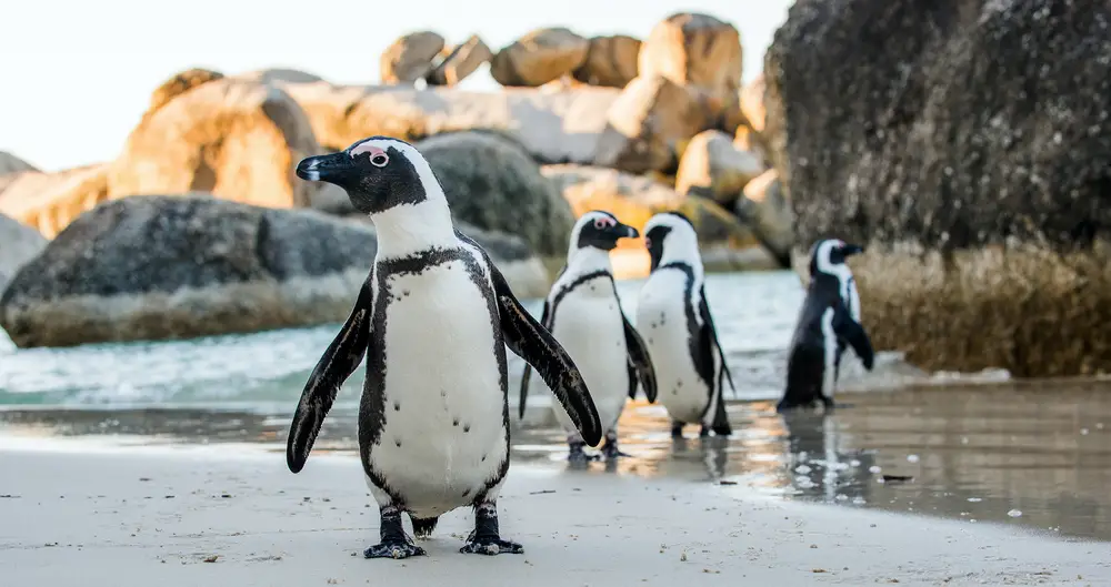 Qu'Est-Ce Que Le Pingouin Africain? Pourquoi est-il en voie de disparition  ? - Espèces-menacées.fr