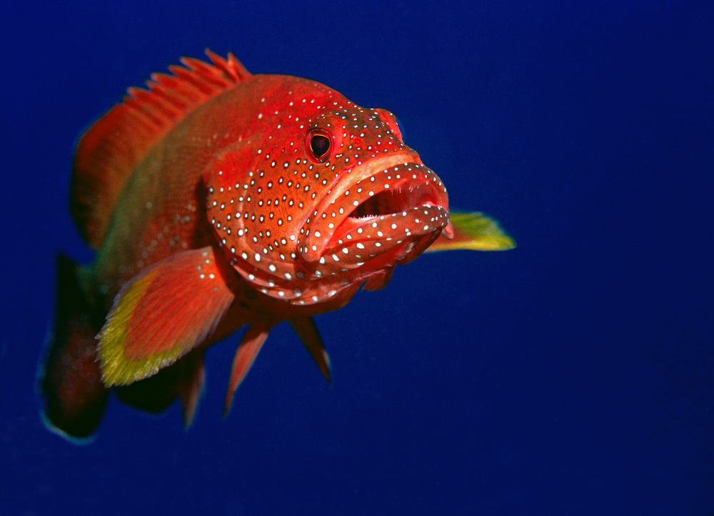 Créatures des mers profondes orange