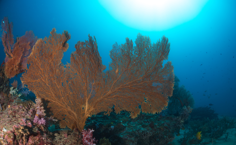 corail de haute mer